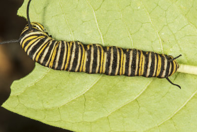 Monarch Butterfly Caterpillars hatching and growing