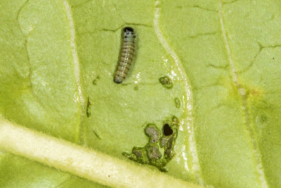 Caterpillar just shed his skin.