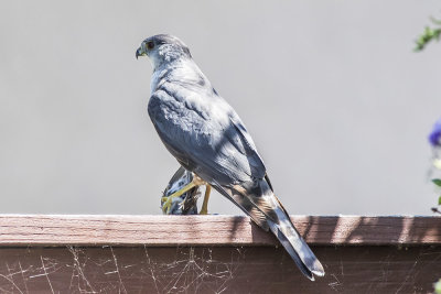 Cooper's Hawk