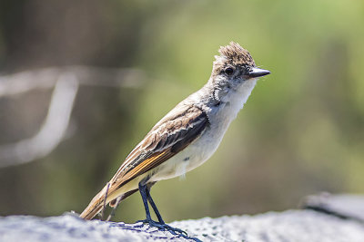 Ash-throated Flycatcher