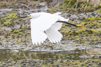 Snowy Egret