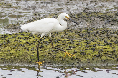 Snowy Egret
