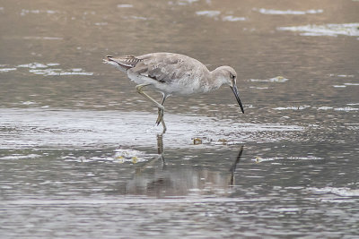 Willet