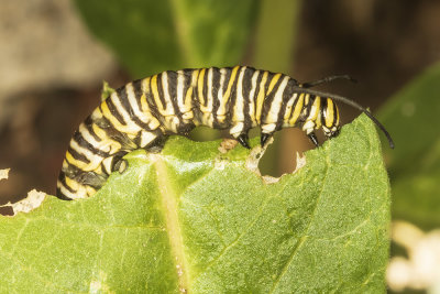 Monarch Caterpillars