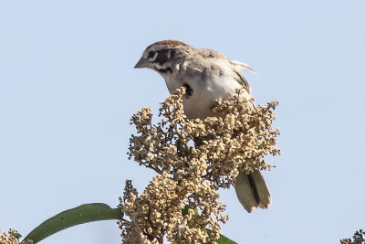 American Lark Sparrow