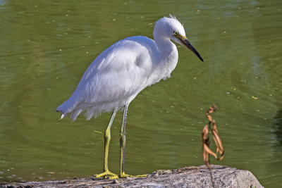 Snowy Egret