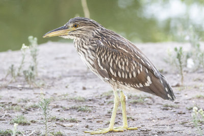 Black-crowned Night Heron