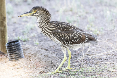 Black-crowned Night Heron