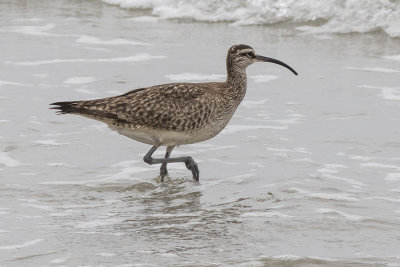 Whimbrel