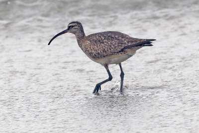 Whimbrel