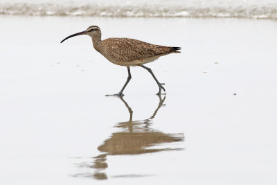 whimbrel-10.jpg