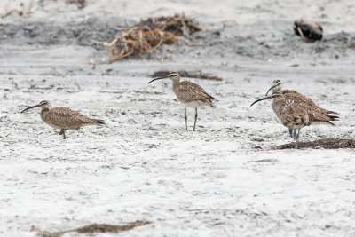 Whimbrel