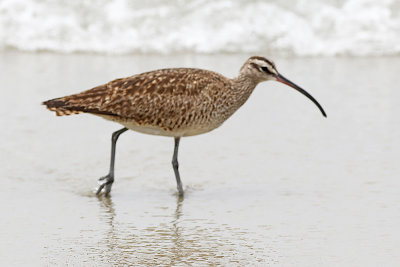 Whimbrel