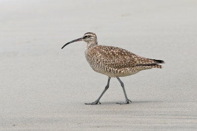 Whimbrel