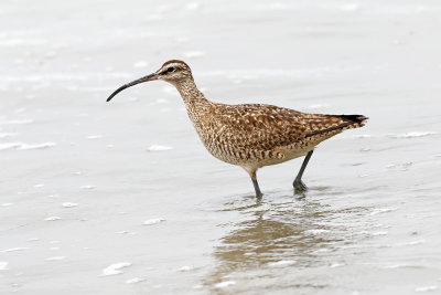 Whimbrel