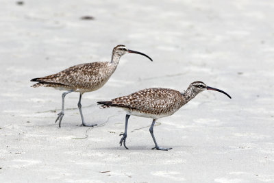 Whimbrel