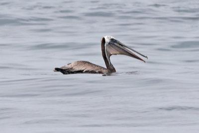 Pelican, Cormorants, Boobies, Pelican, Firigate Bird