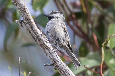 Moutain Chickadee