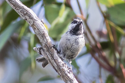 Moutain Chickadee