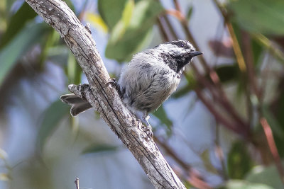 Moutain Chickadee