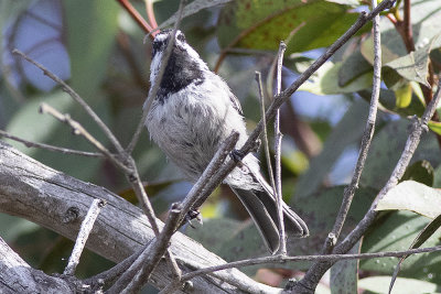 Moutain Chickadee
