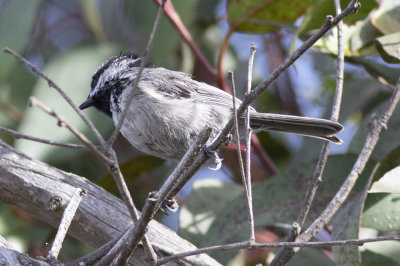 Moutain Chickadee