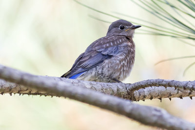 Western Bluebird