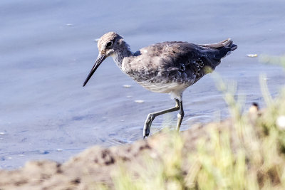 Willet