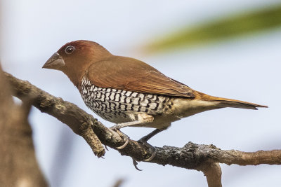 Scaly-breasted Munia