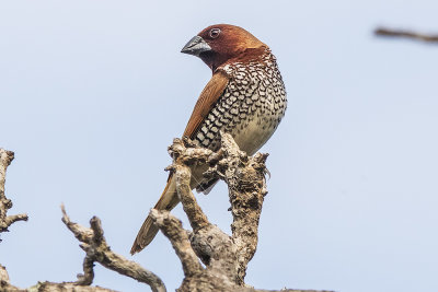 Scaly-breasted Munia