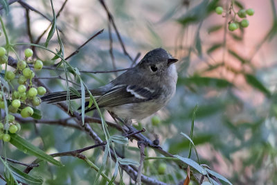 Hutton's Vireo