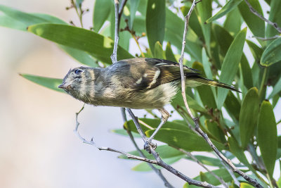 Hutton's Vireo