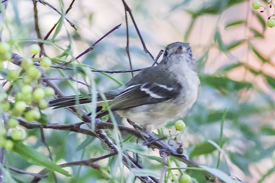Hutton's Vireo