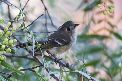 Hutton's Vireo