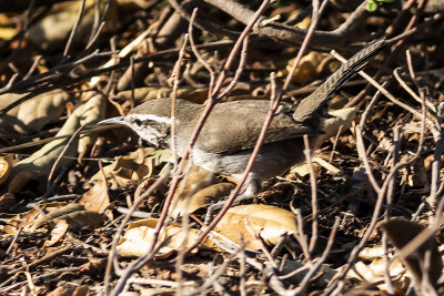 Bewick's Wren