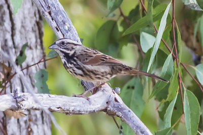 Song Sparrow