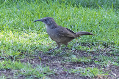 California Thrasher