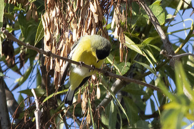 Lessar Goldfinch