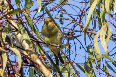 Western Tanager