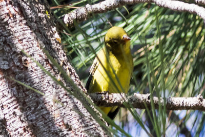 western-tanager-02.jpg