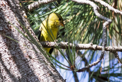 Western Tanager