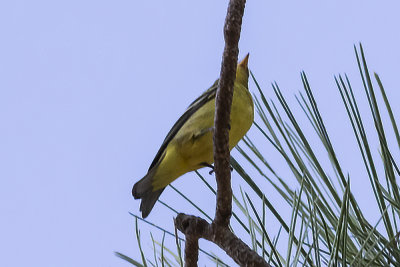 Western Tanager