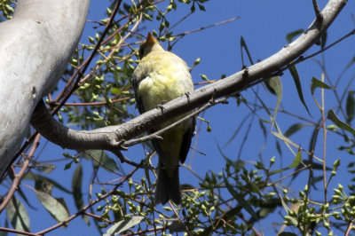 Western Tanager