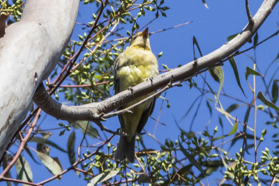 Western Tanager