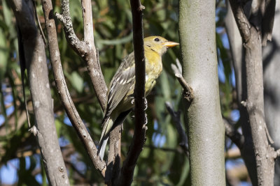 Western Tanager