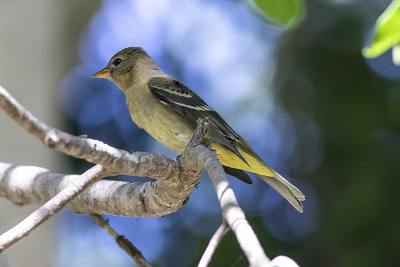 Western Tanager