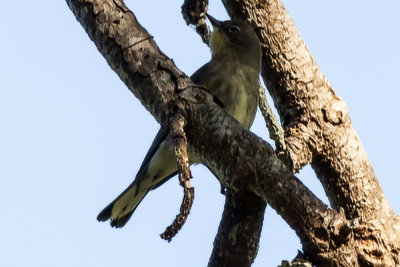 Yellow-rumped Warbler