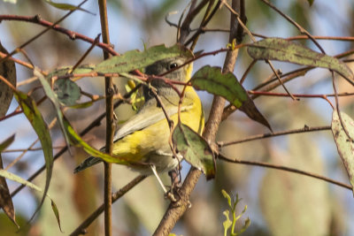 Nashville Warbler