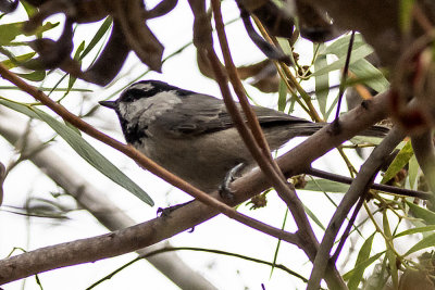 Mountain Chickadee