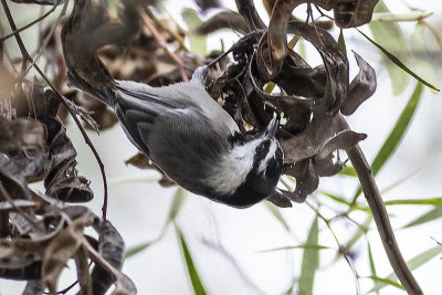 Mountain Chickadee